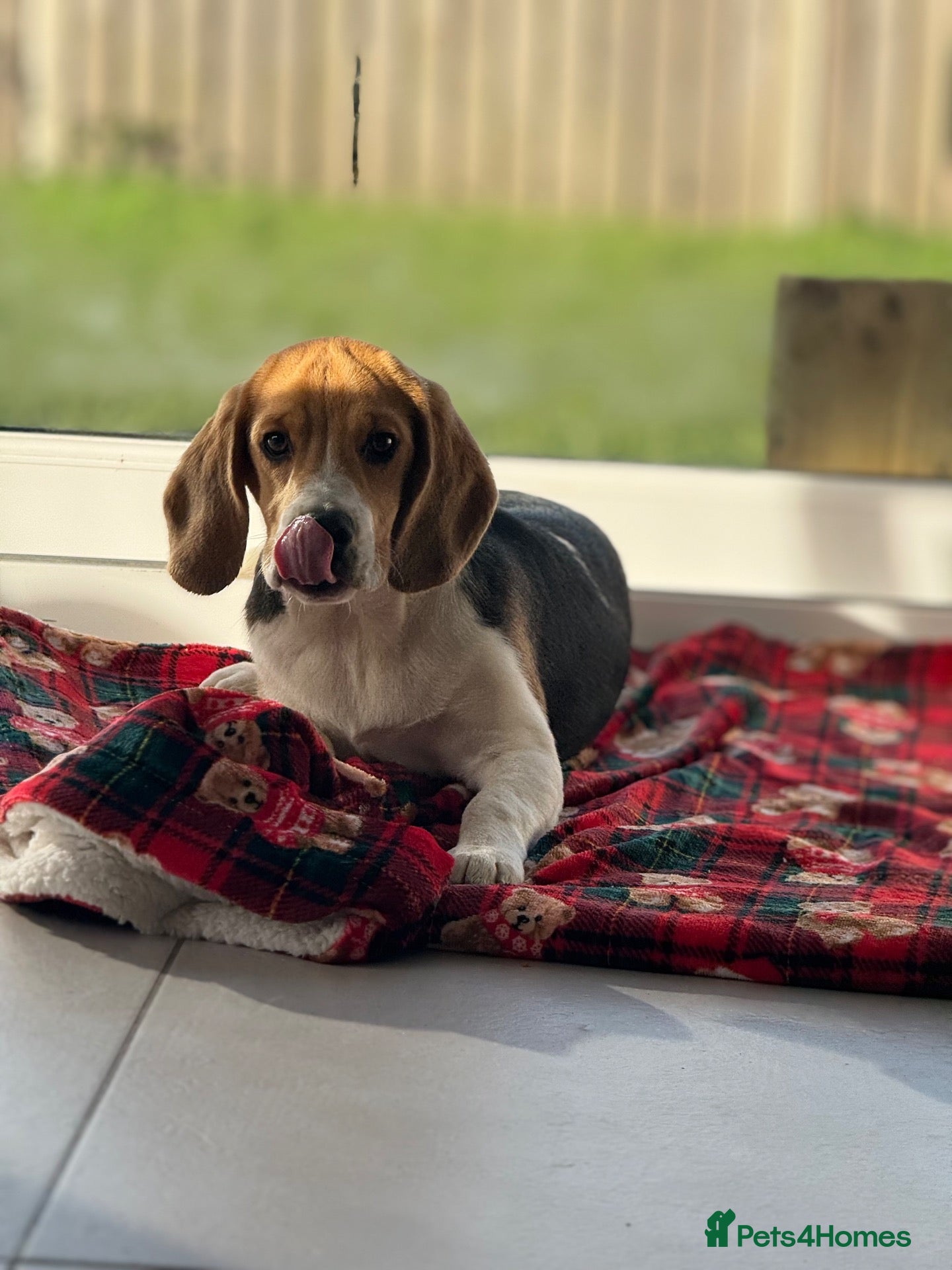 Beagle dogs for sale: 🐶⭐️Gorgeous male Beagle puppy ⭐️🐶 - Advert 2