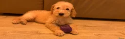 Labradoodle dogs for sale: 2 Girls Remaining! Reduced Miniature Labradoodles - Advert 13