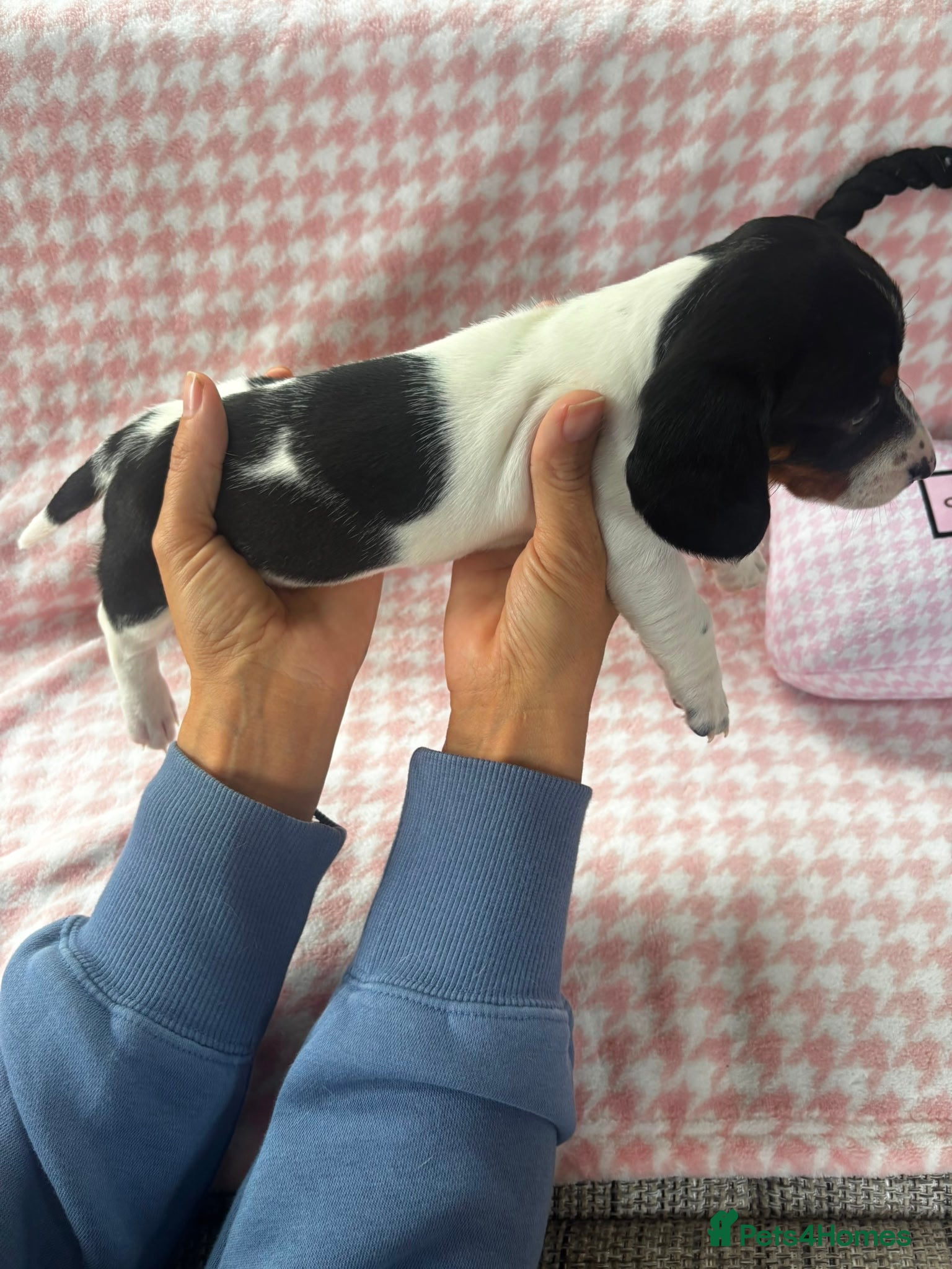 Miniature Dachshund dogs for sale: Miniature dachshund puppies - Advert 13
