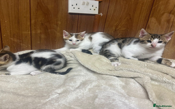 Bengal cats for sale: ​​Bengal X Ragdoll Mix Kittens - Ready to go! - Image 5
