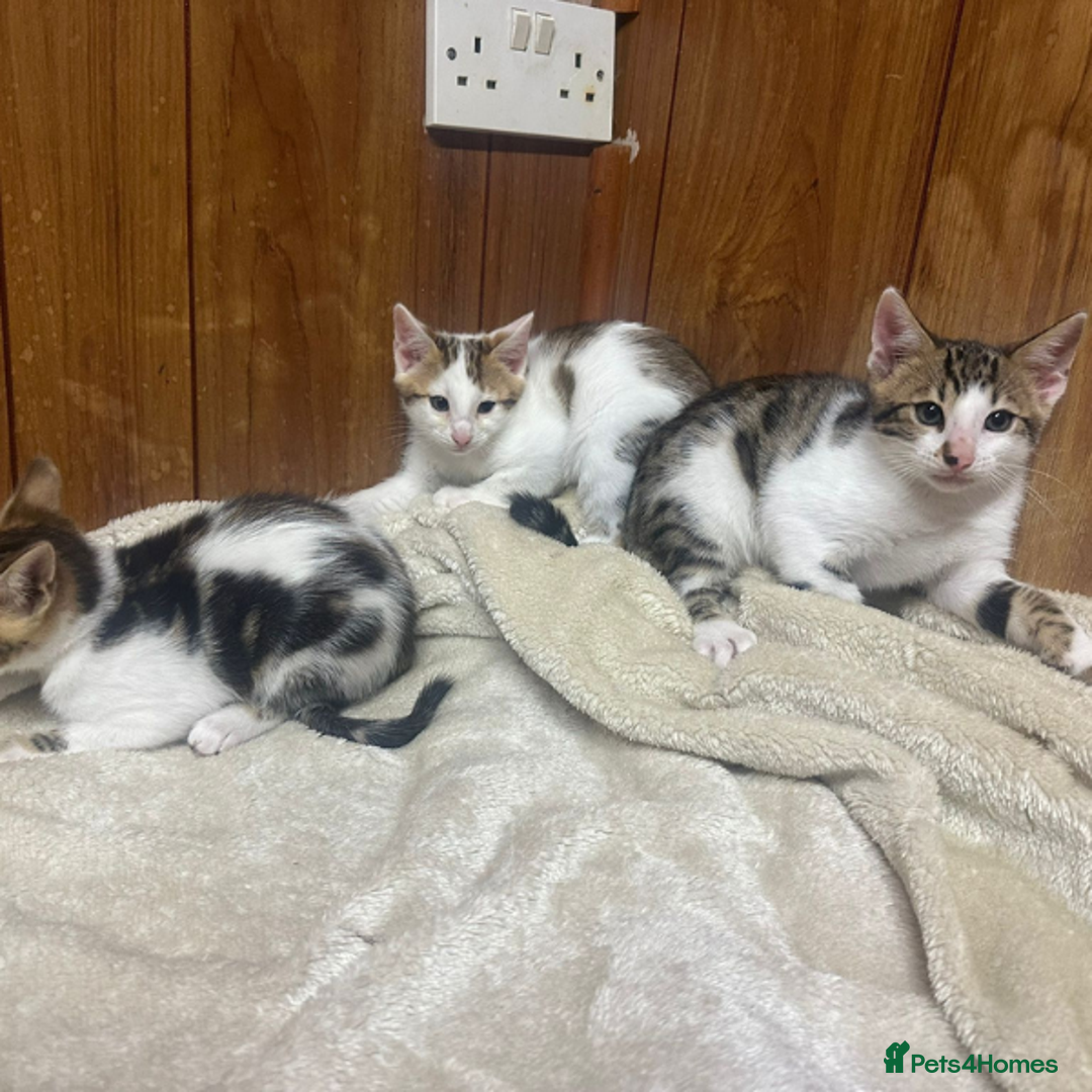 Bengal cats for sale: ​​Bengal X Ragdoll Mix Kittens - Ready to go! - Image 5