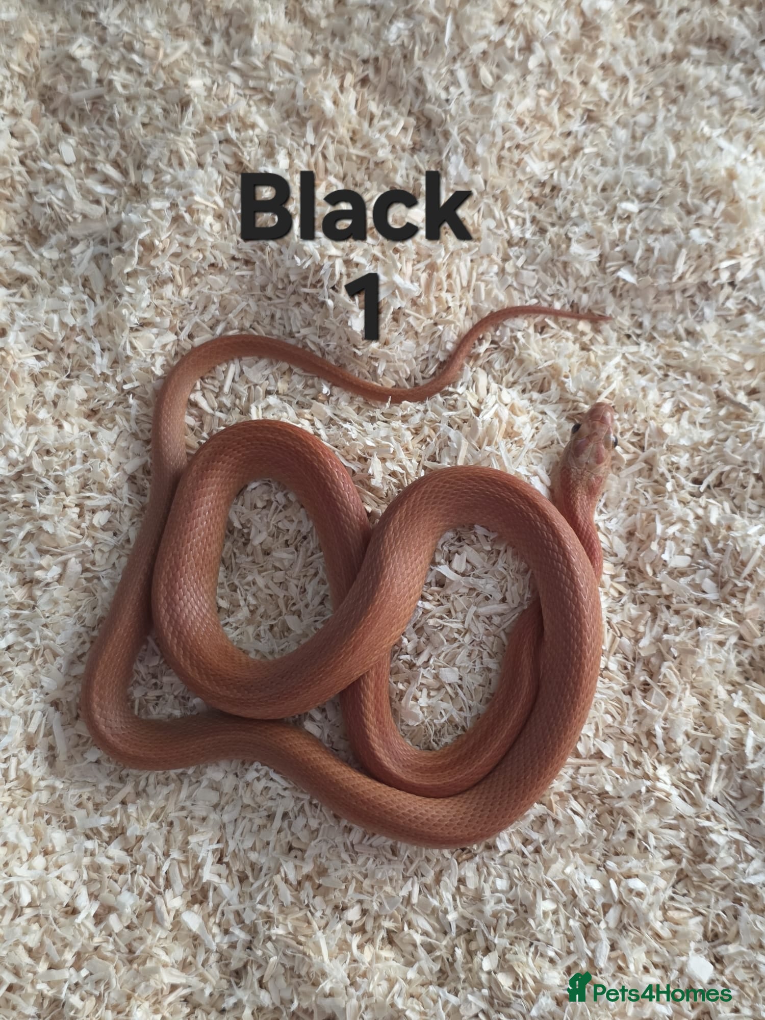 Corn Snake reptiles Various Cornsnakes avilable  - Advert 1