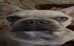French Bulldog dogs for stud: Bernie  - Image 5