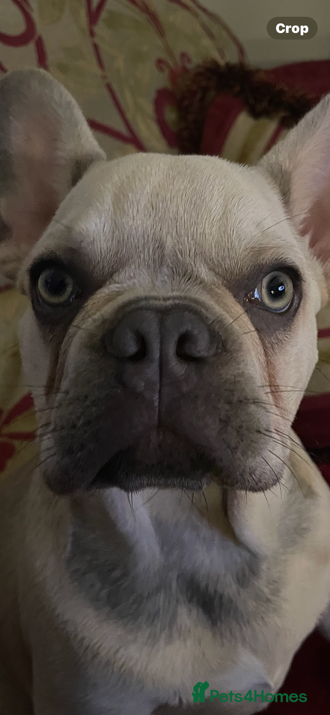 French Bulldog dogs for stud: Bernie  - Image 5