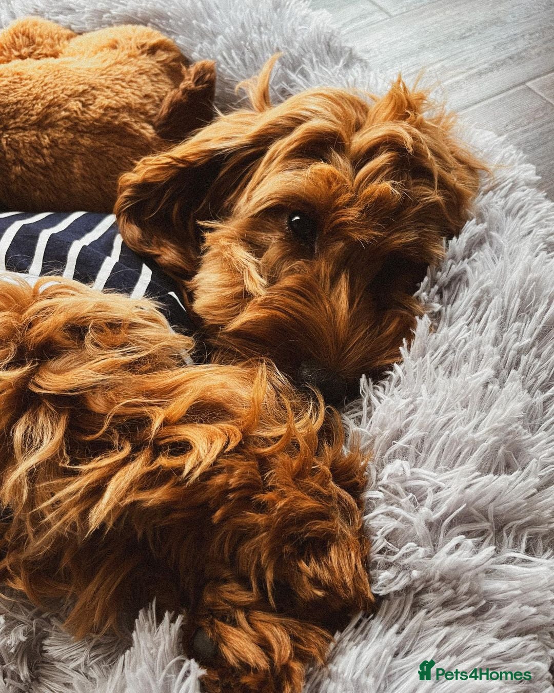 Cockapoo dogs for sale: Barney Friendly Young Cockapoo - Advert 2