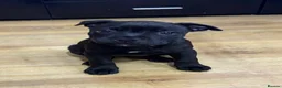 Staffordshire Bull Terrier dogs for sale: 🔥 LAST GIRL KC STAFFY PUPPY READY FOR HER HOME 🐾 - Advert 2