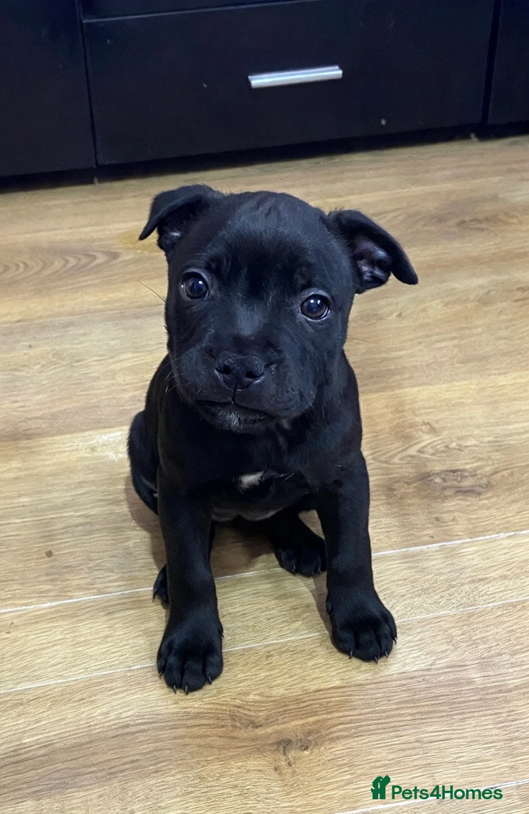 Staffordshire Bull Terrier dogs for sale: 🔥 LAST GIRL KC STAFFY PUPPY READY FOR HER HOME 🐾 - Advert 2