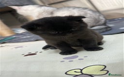 British Shorthair cats for sale: Adorable Kittens – Ready for Reservation  - Image 14