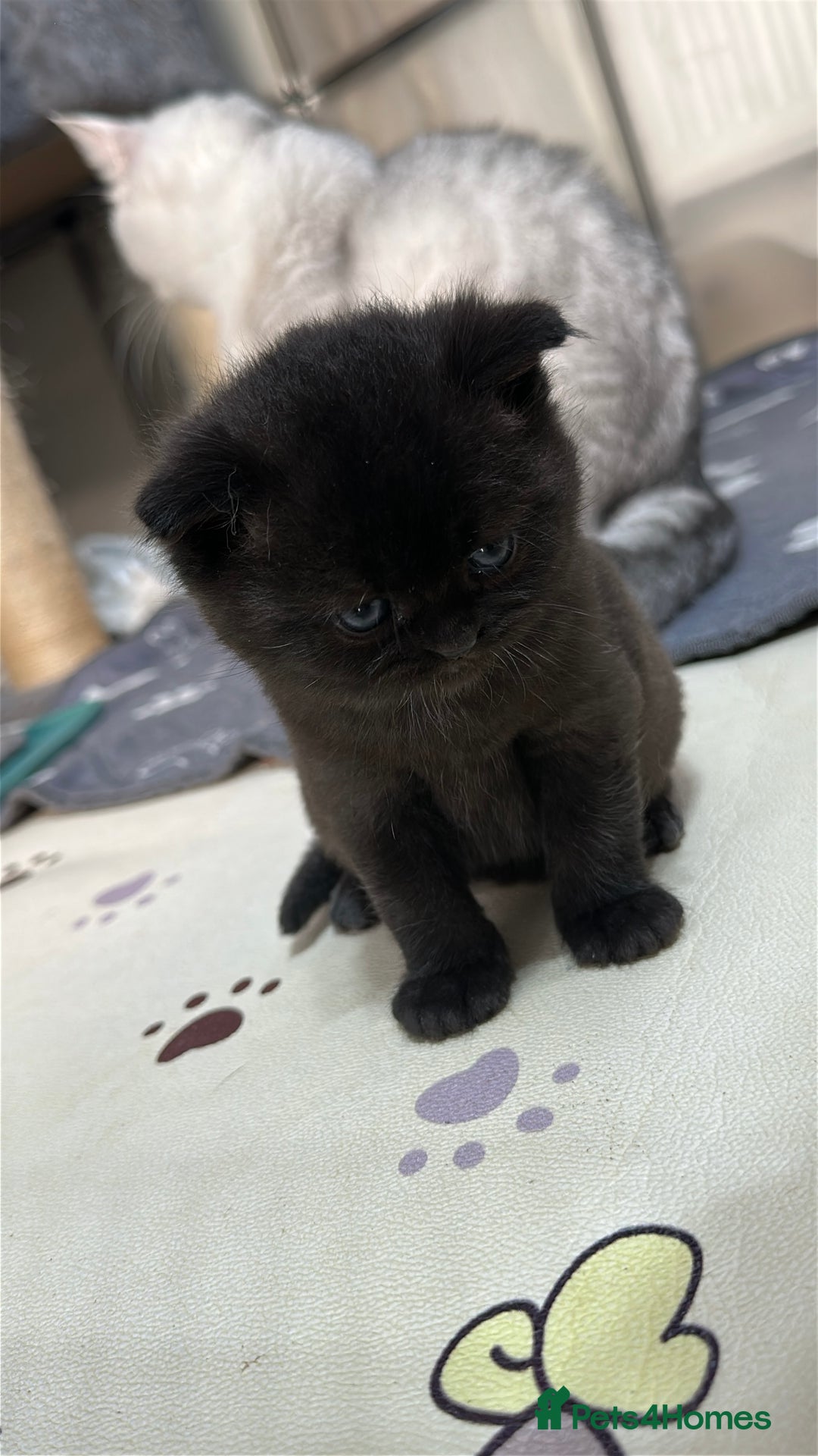 British Shorthair cats for sale: Adorable Kittens – Ready for Reservation  - Image 14