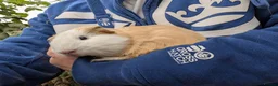 Guinea Pig rodents for sale: Young boy guinea pig  - Advert 5