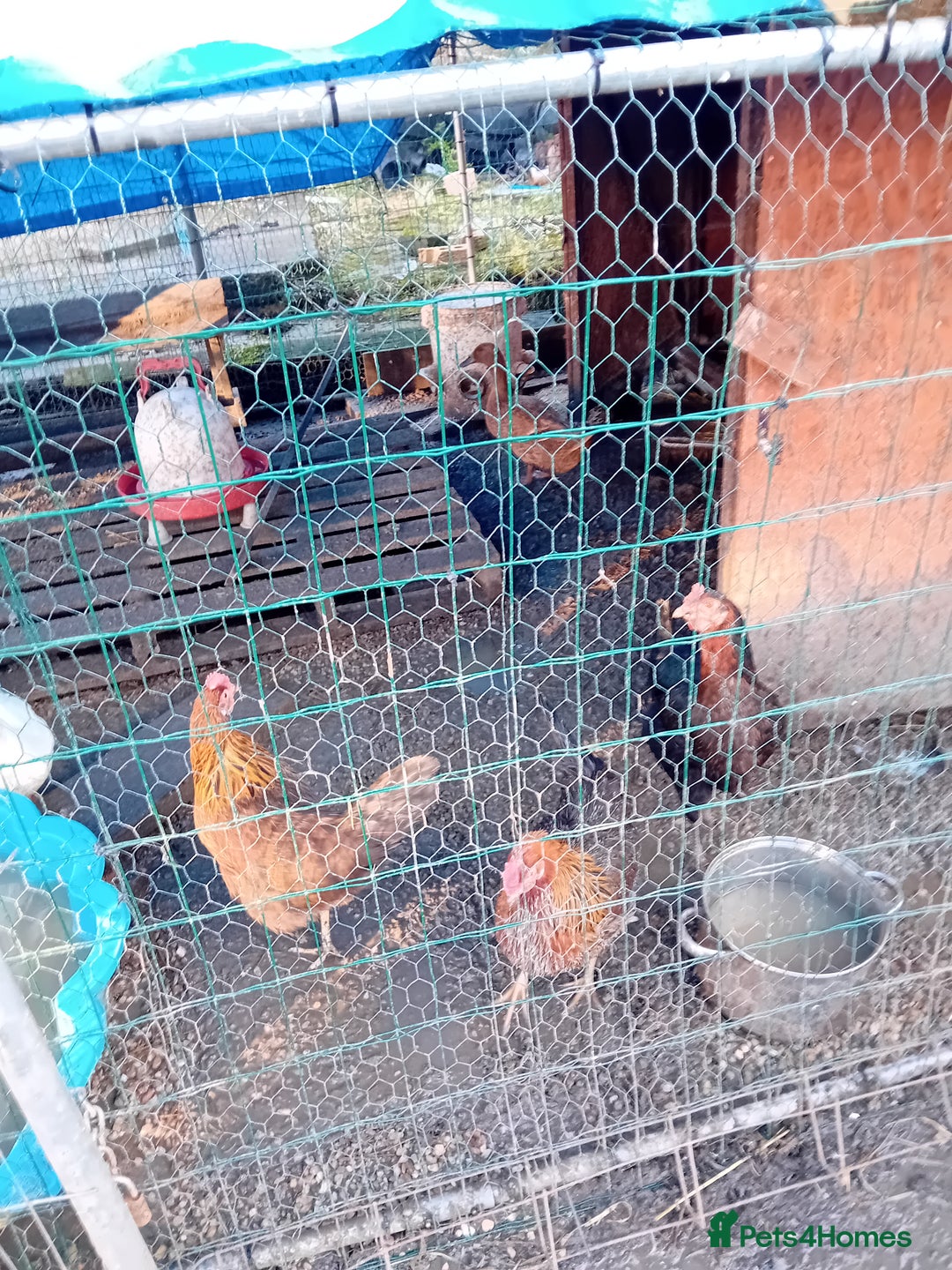 Chickens poultry for sale: 7 Egg laying chickens 3 egg laying ducks + goose  - Advert 2