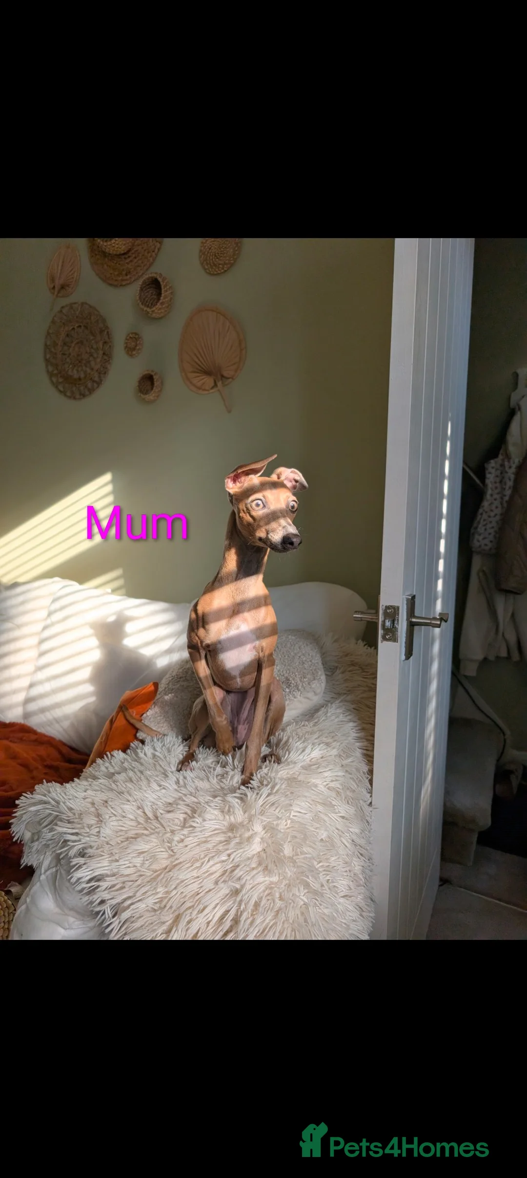 Italian Greyhound dogs for sale: Italian Greyhounds Raised in Loving Home - Advert 5