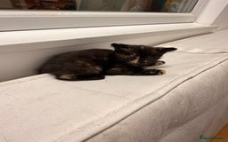 Mixed Breed cats for sale: Two female kittens for sale - Image 16