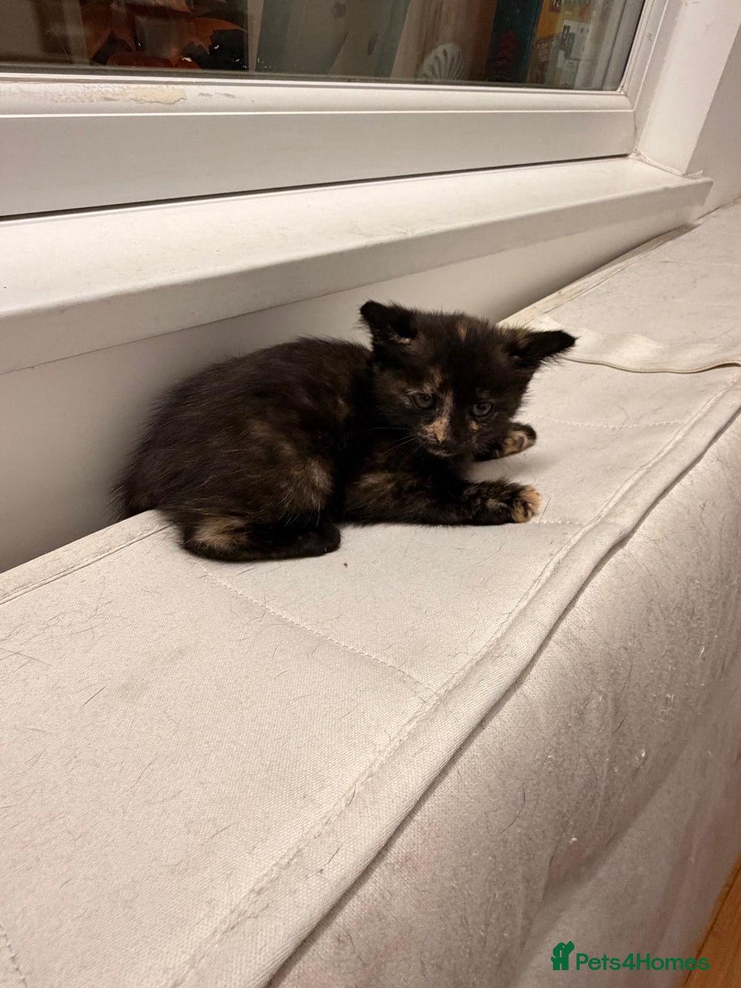 Mixed Breed cats for sale: Two female kittens for sale - Image 16