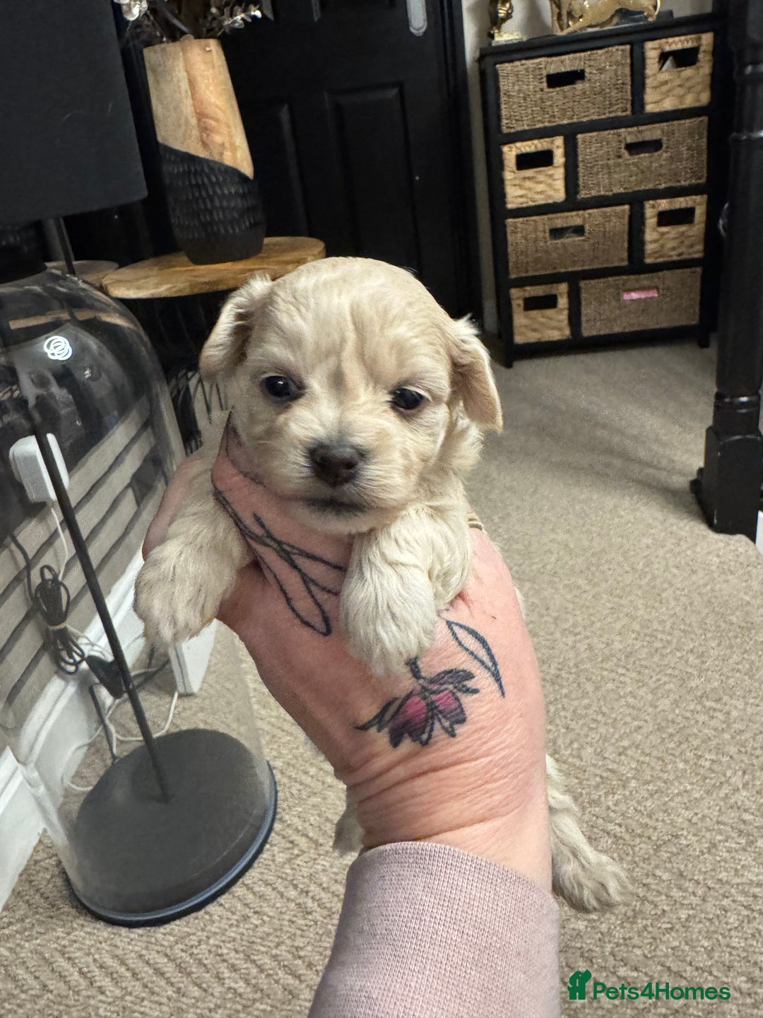 Maltipoo dogs for sale: Teddy bear maltipoo puppies  - Advert 11