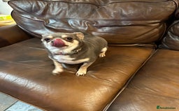 Chihuahua dogs for sale: 2 Lovely Little Boys - Advert 2