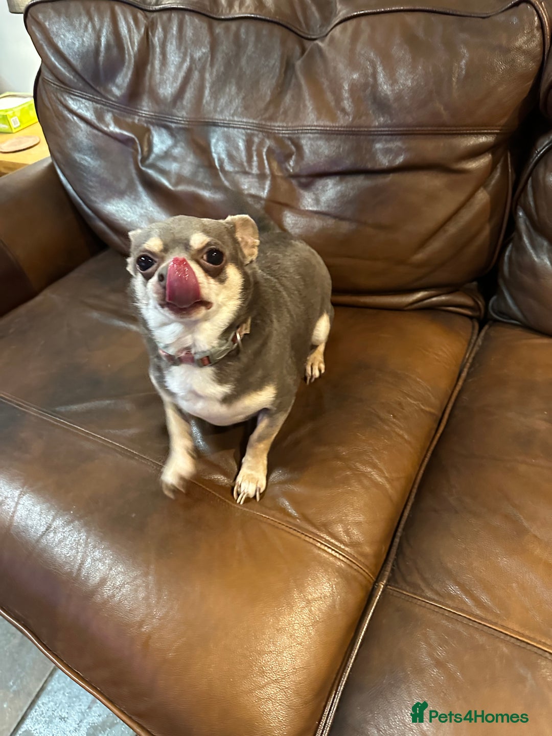 Chihuahua dogs for sale: 2 Lovely Little Boys - Advert 2