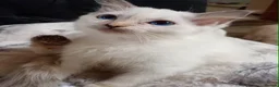 Ragdoll cats for sale: Female purebred RAGDOLLS - Advert 8
