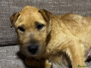 Mixed Breed dogs Sweet Molly Needs Love - Advert 1
