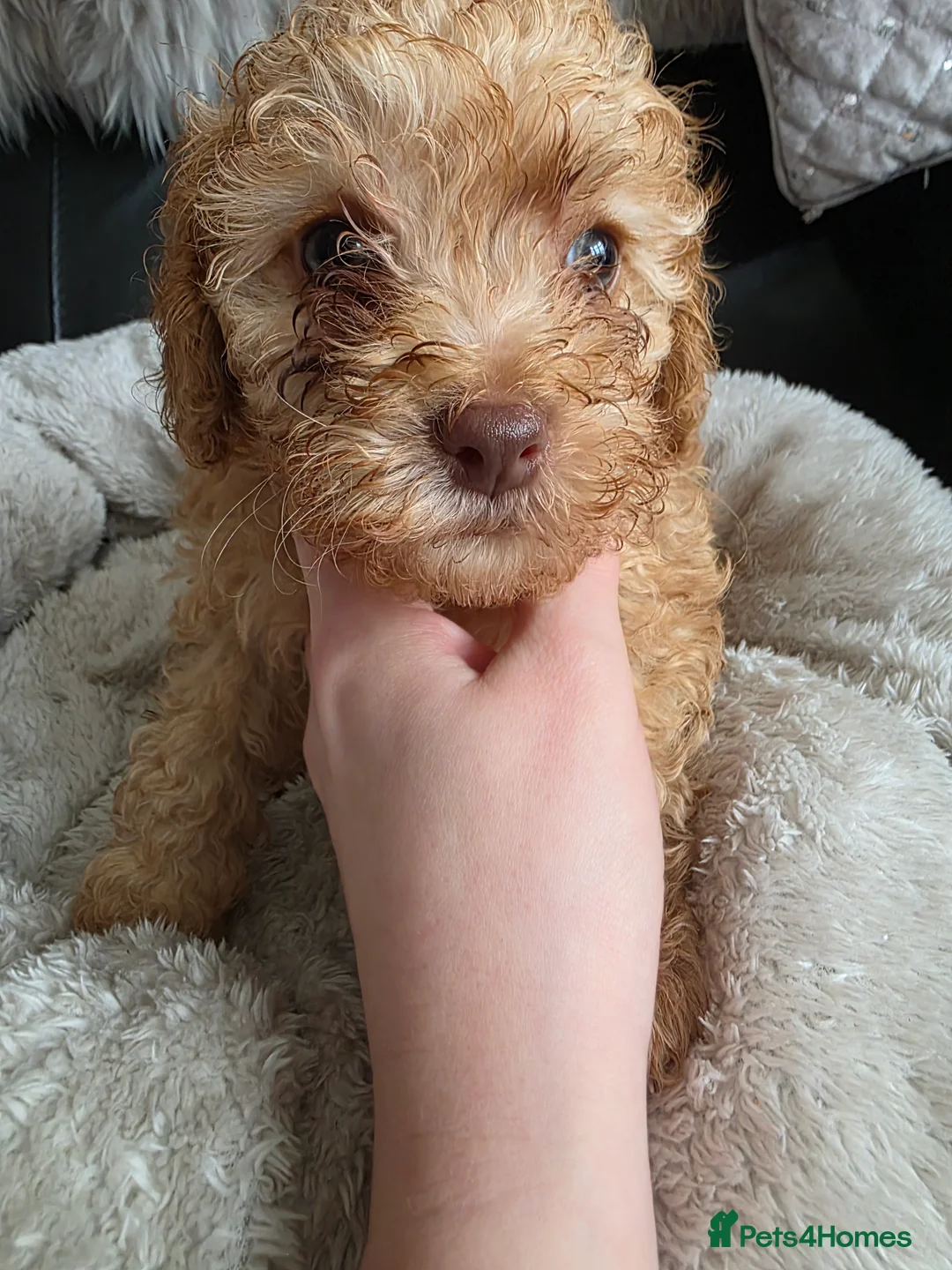 Cockapoo dogs for sale: Cream Cockapoo puppies - Advert 21