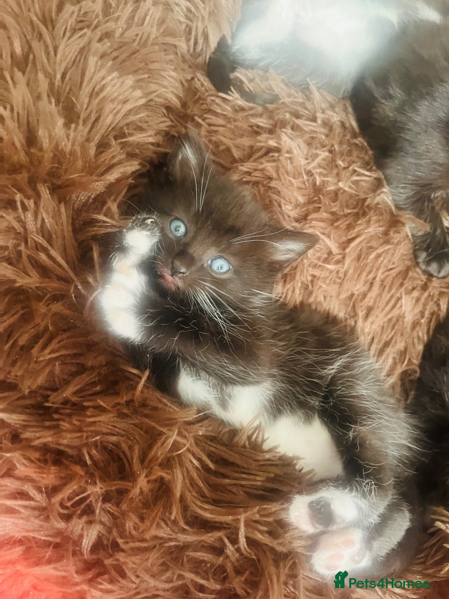 Mixed Breed cats Kittens half Russian blue 1 left  - Advert 16