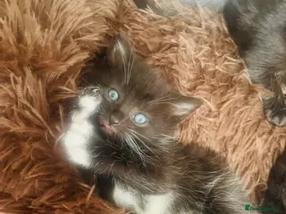 Mixed Breed cats Kittens half Russian blue 1 left - Advert 16