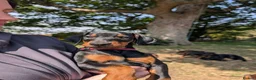 Dobermann dogs for sale: KC REGISTERED DOBERMANN PUPS – EXCEPTIONAL LITTER - Advert 22