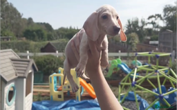 Miniature Dachshund dogs for sale: Miniature Cream Dachshund Puppies KC Reg   - Image 6