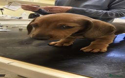 Dachshund dogs for sale: READY GO STUNING 5 STANDARD DACHSHUND PUPPIES - Image 32