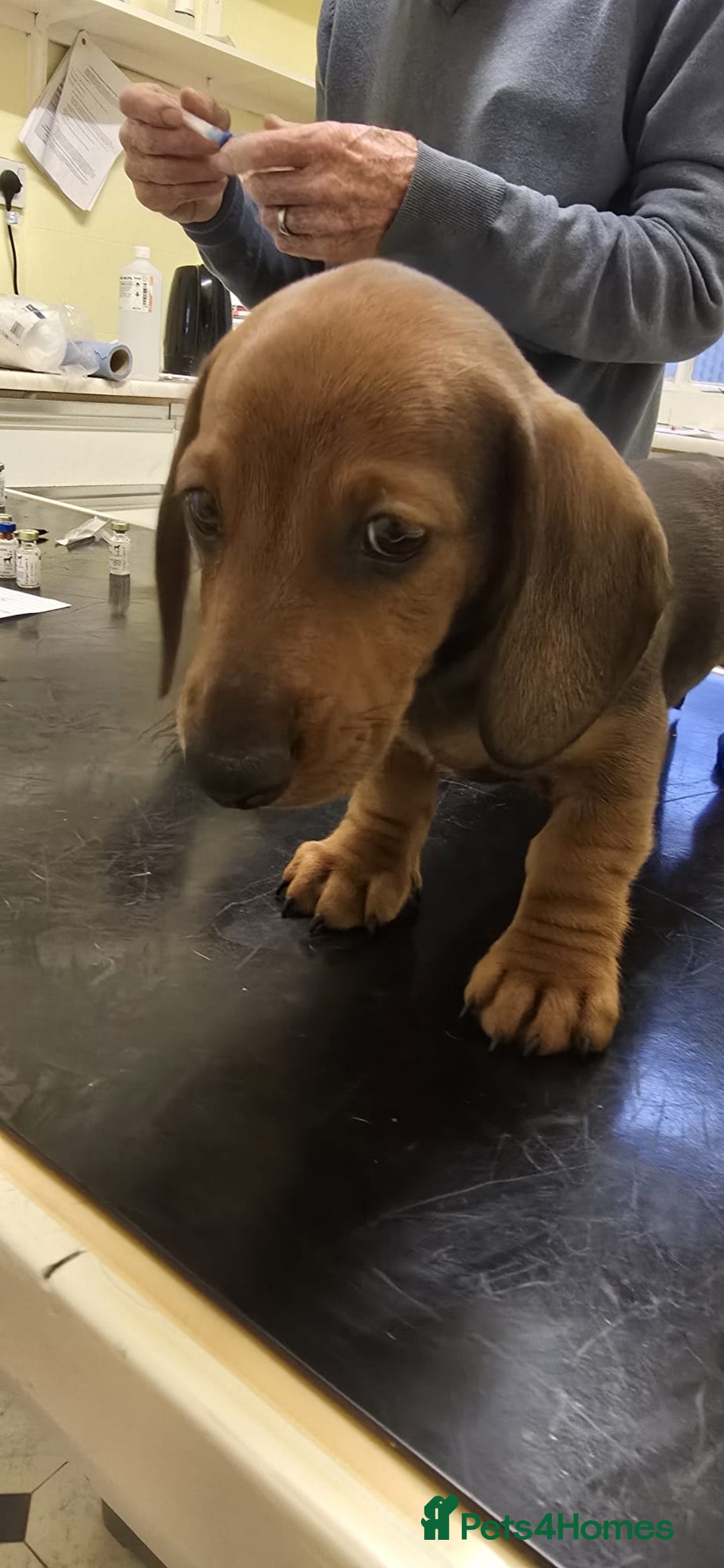Dachshund dogs for sale: READY GO STUNING 5 STANDARD DACHSHUND PUPPIES - Image 32