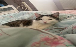 Domestic Shorthair cats for sale: Female domestic shorthair 2 years old - Image 5