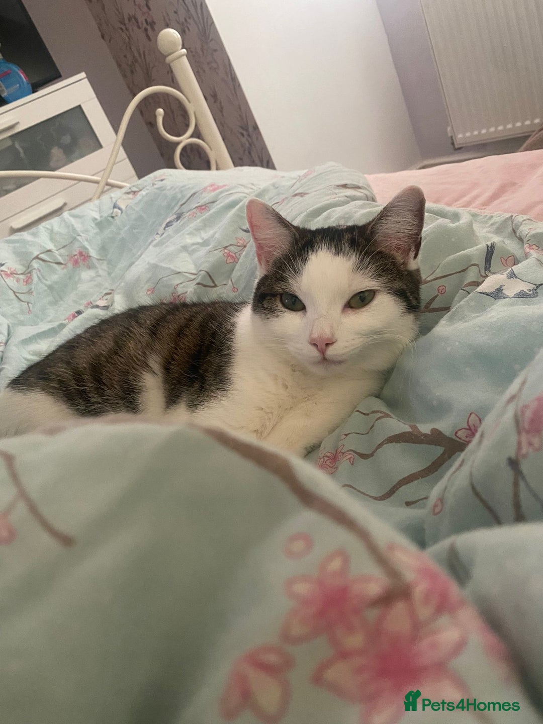 Domestic Shorthair cats for sale: Female domestic shorthair 2 years old - Image 5