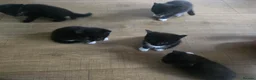 British Shorthair cats for sale: Five tuxedo  kittens  - Advert 3