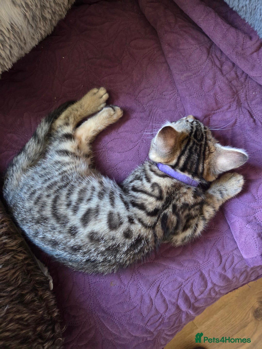 Bengal cats for sale: Bencoons, Bengal mum Maincoon Dad - Image 3