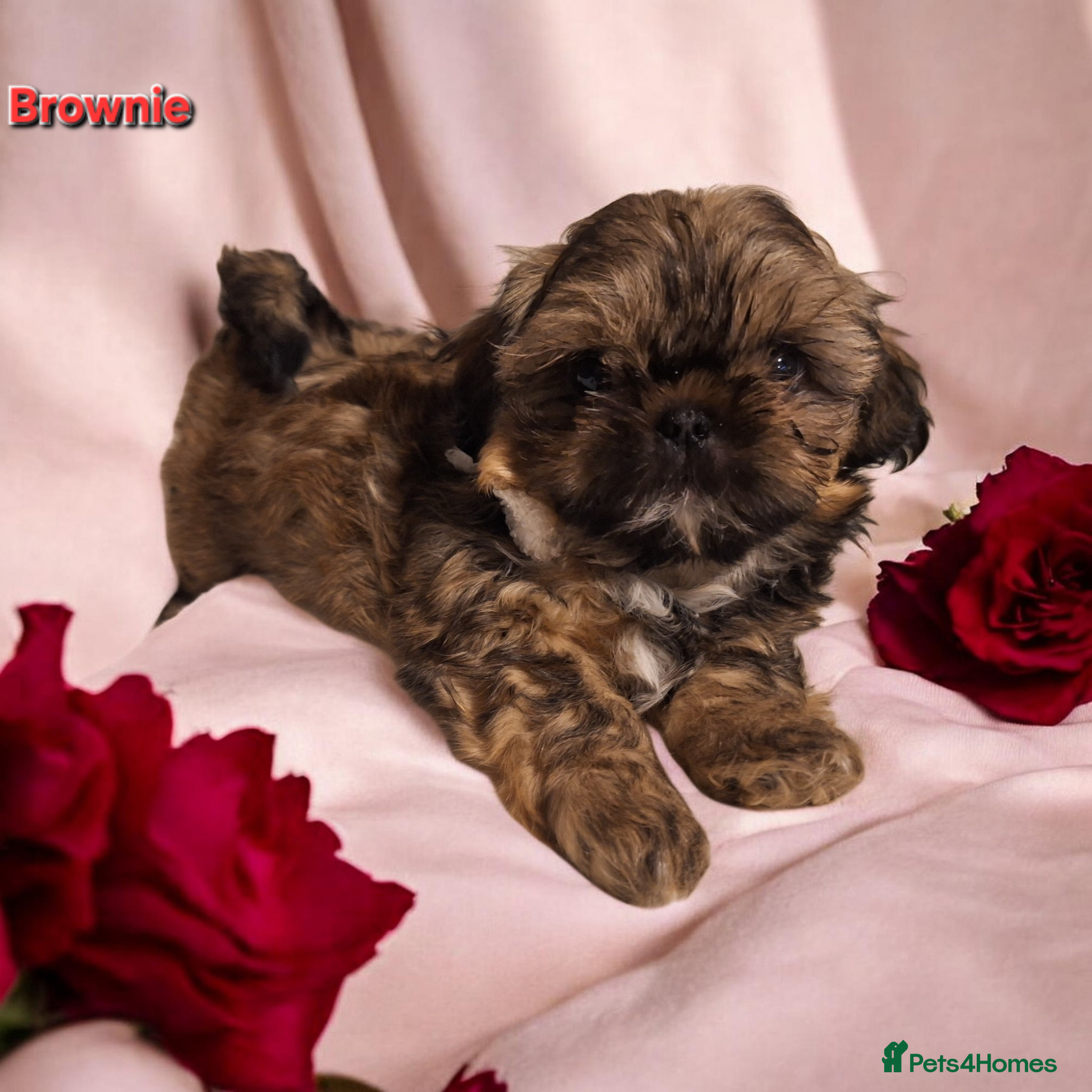 Shih Tzu dogs Beautiful Imperial Shih Tzus  - Advert 21