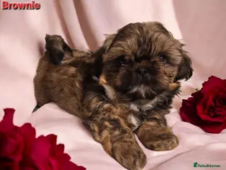 Shih Tzu dogs Beautiful Imperial Shih Tzus - Advert 21