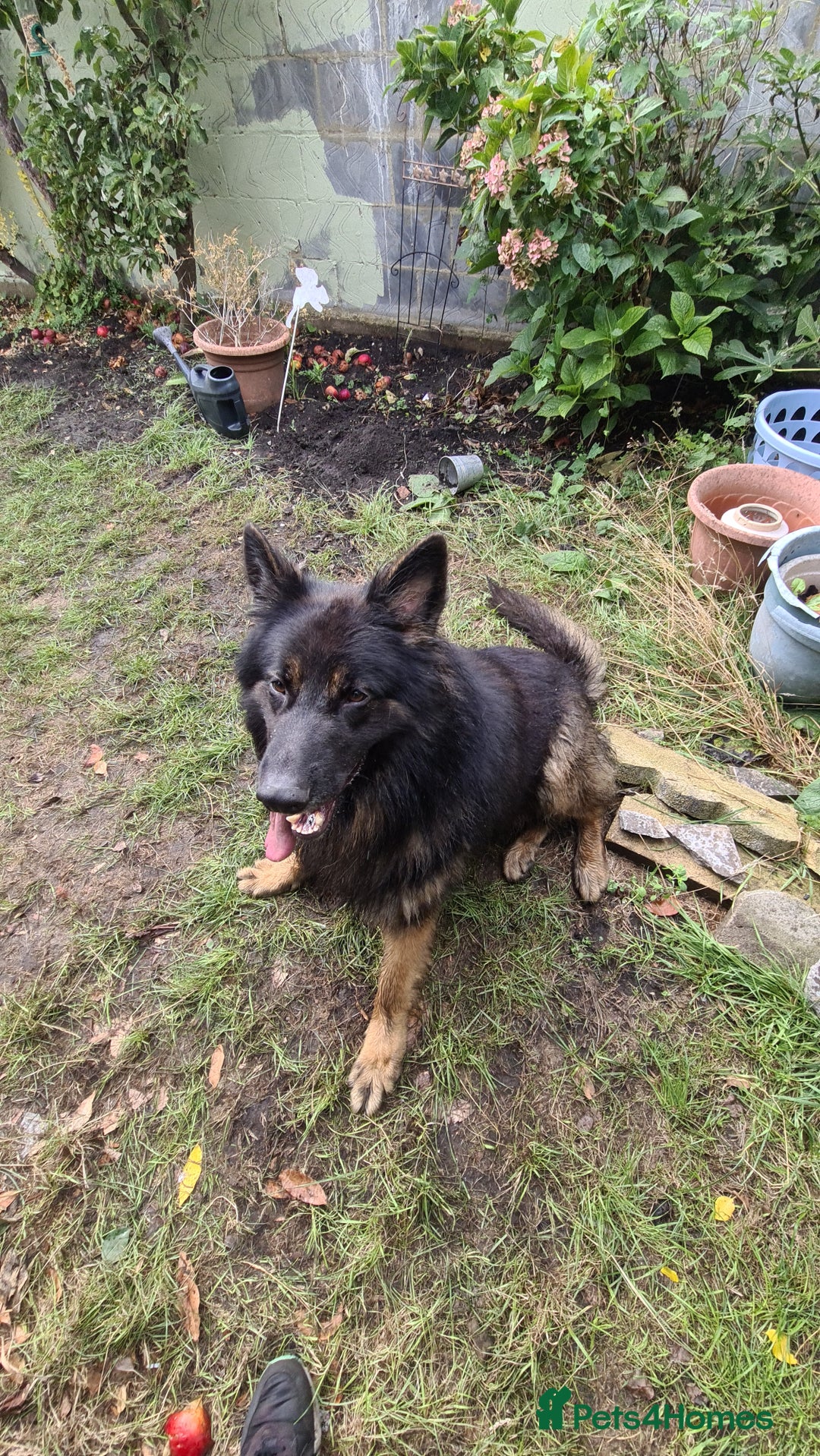 German Shepherd dogs for sale: Long fur German shepard  - Advert 5