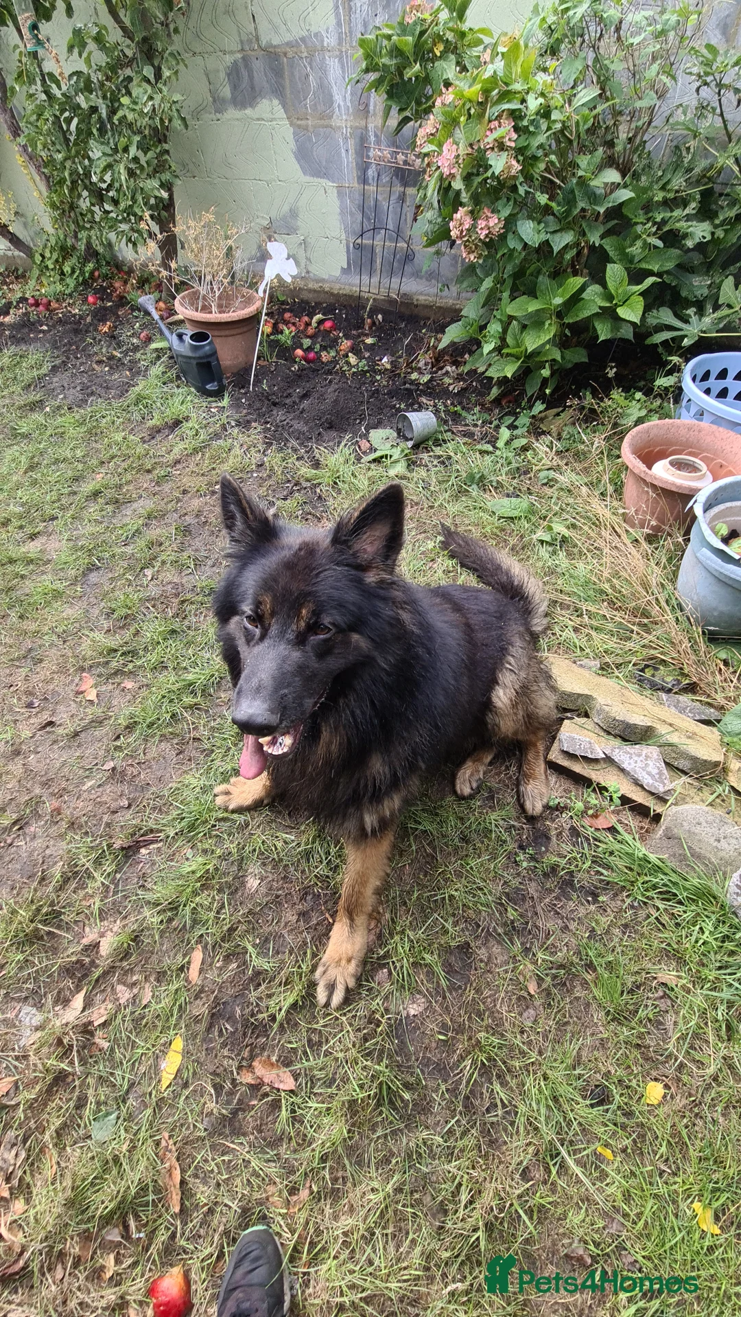 German Shepherd dogs for sale: Long fur German shepard  - Advert 5