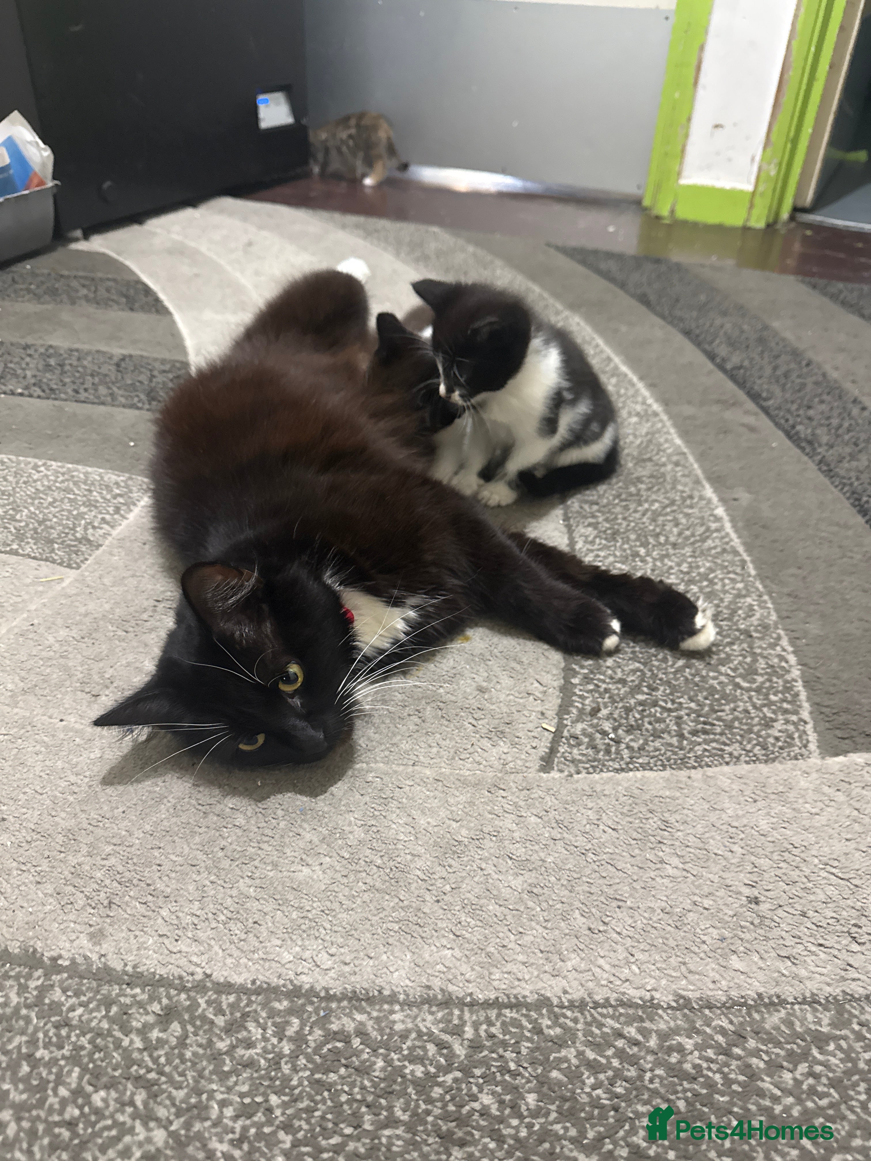 Mixed Breed cats Kittens for sale - Advert 1