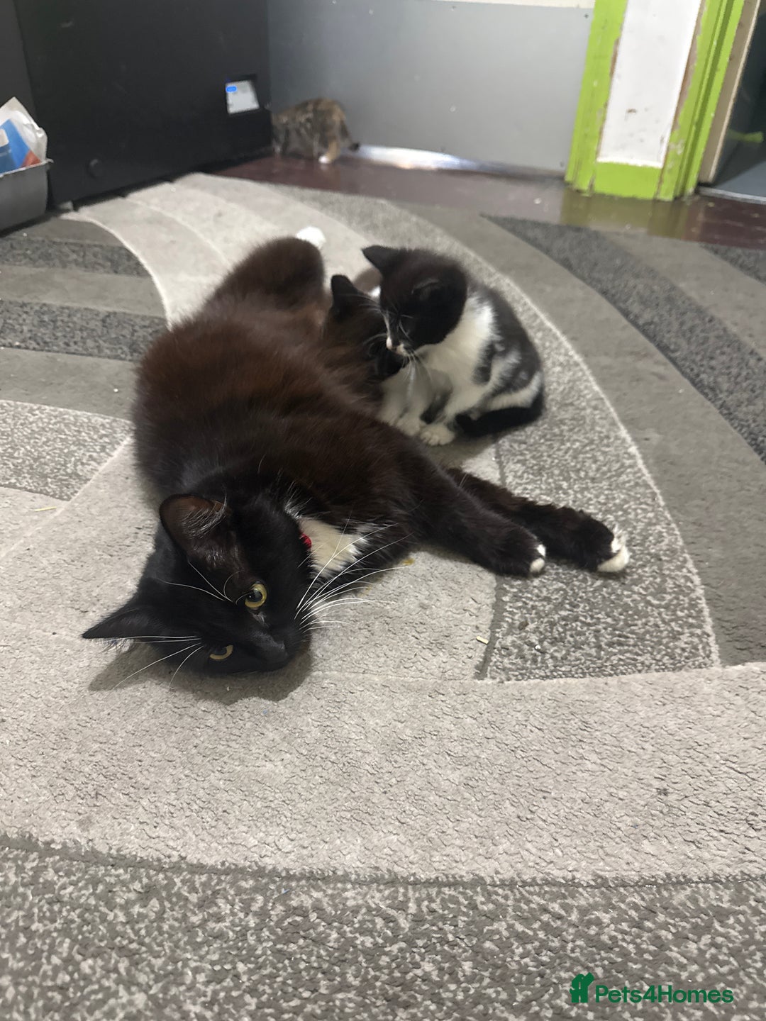 Mixed Breed cats for sale: Kittens for sale - Advert 1