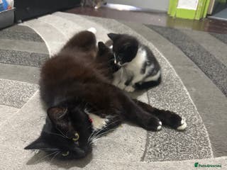 Mixed Breed cats Kittens for sale - Advert 7