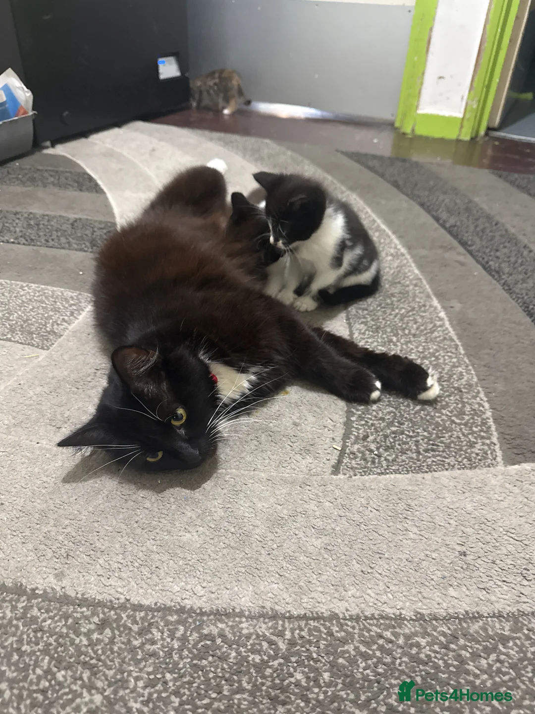 Mixed Breed cats for sale: Kittens for sale - Advert 1