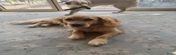 Golden Retriever dogs for sale: Daisy is looking for a new home - Advert 3
