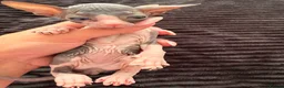 Sphynx cats for sale: Beautiful Sphynx kittens 🩵🩷 🐾  - Advert 13