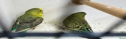 Budgerigars birds for sale: Black face with black wing split bf/bw pair  - Advert 11