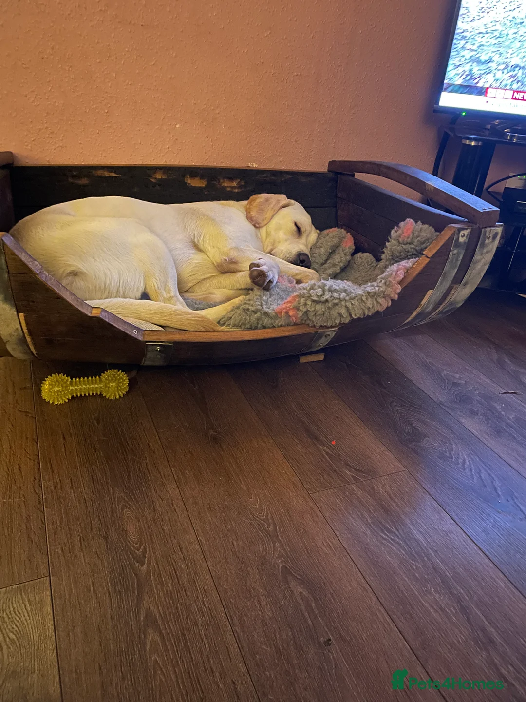 Labrador Retriever dogs for stud: Yellow Working Labrador Stud Fully Health tested in Christchurch - Advert 5