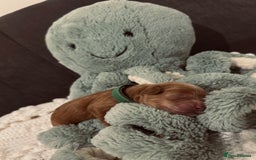 Cockapoo dogs for sale: Gorgeous Fox red F1B cockapoos - Image 21