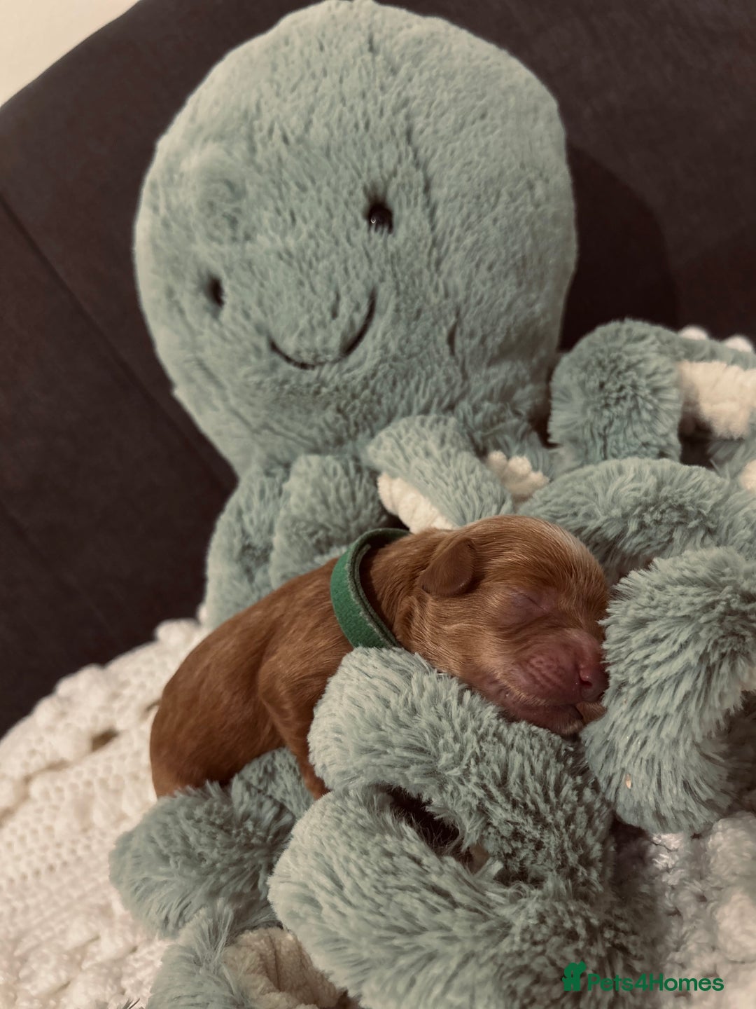 Cockapoo dogs for sale: Gorgeous Fox red F1B cockapoos - Image 21