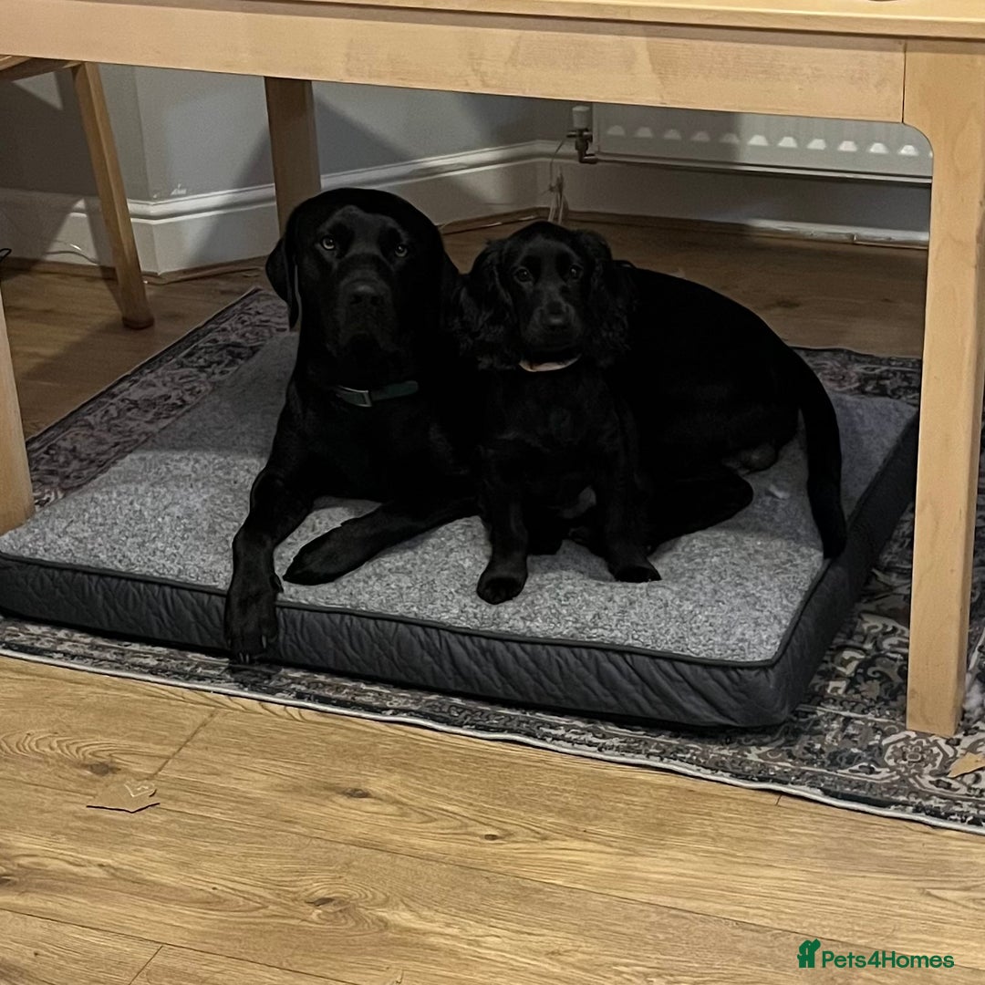 Cocker Spaniel dogs for sale: Shy girl needs quieter home - Advert 5