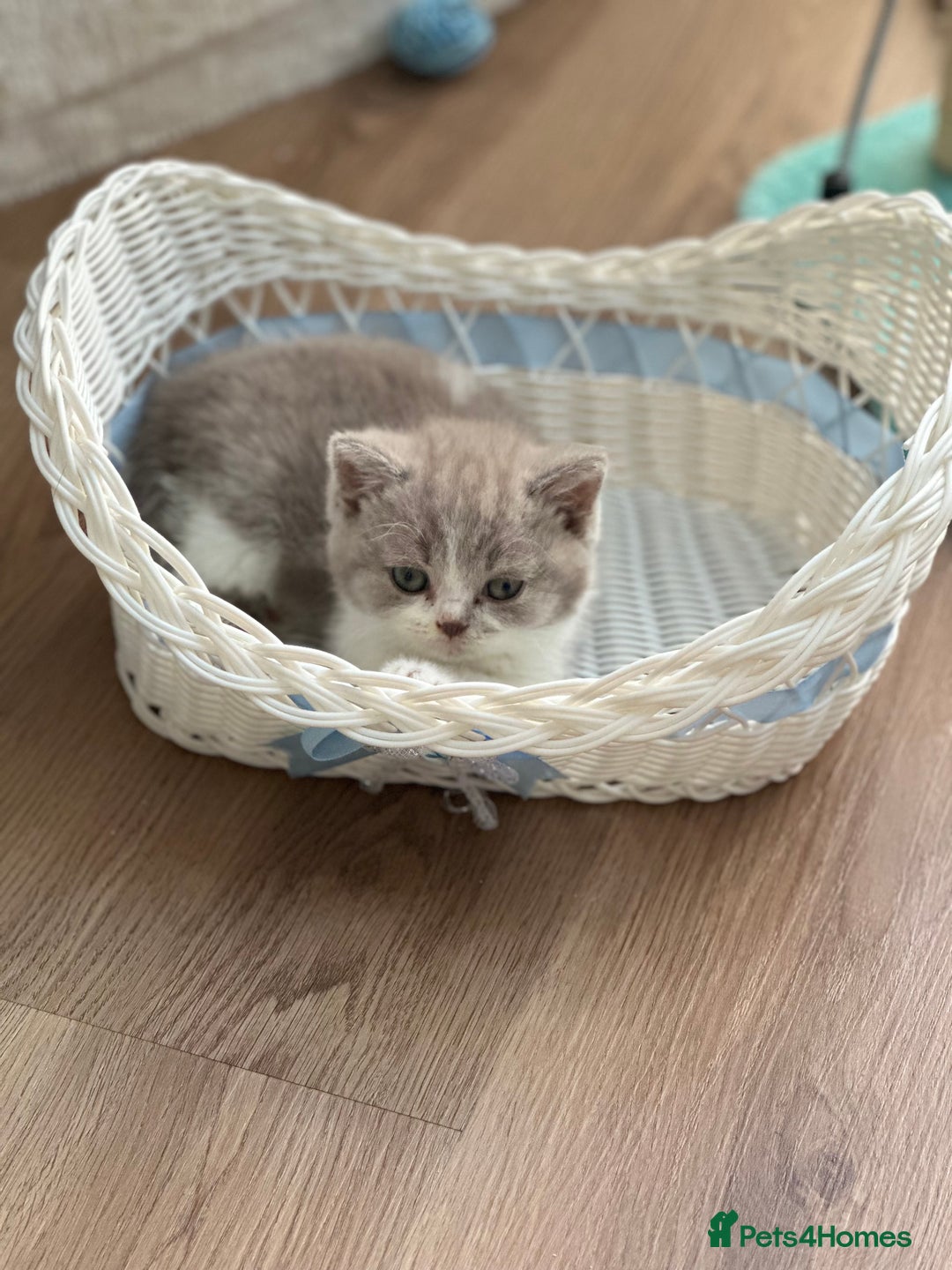 British Shorthair cats for sale: Beautiful , soft teddy bears 🩷🩷💙 - Image 17